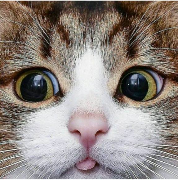 Meet your Posher, Souzy - Picture 1 of 1